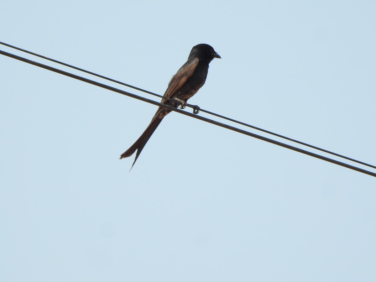 Black Drongo - Arulvelan Thillainayagam