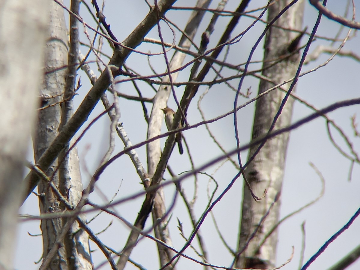 Eurasian Wryneck - ML430462831