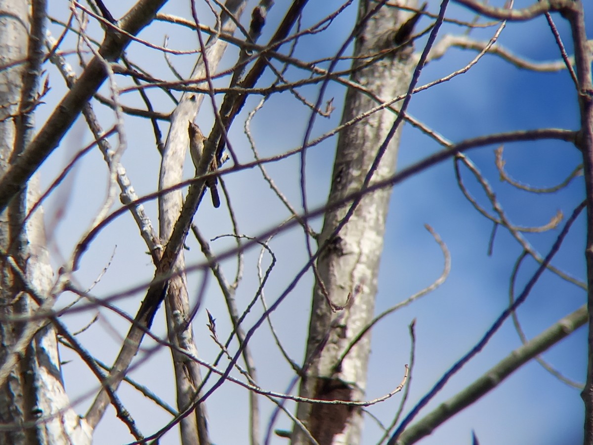 Eurasian Wryneck - ML430462841