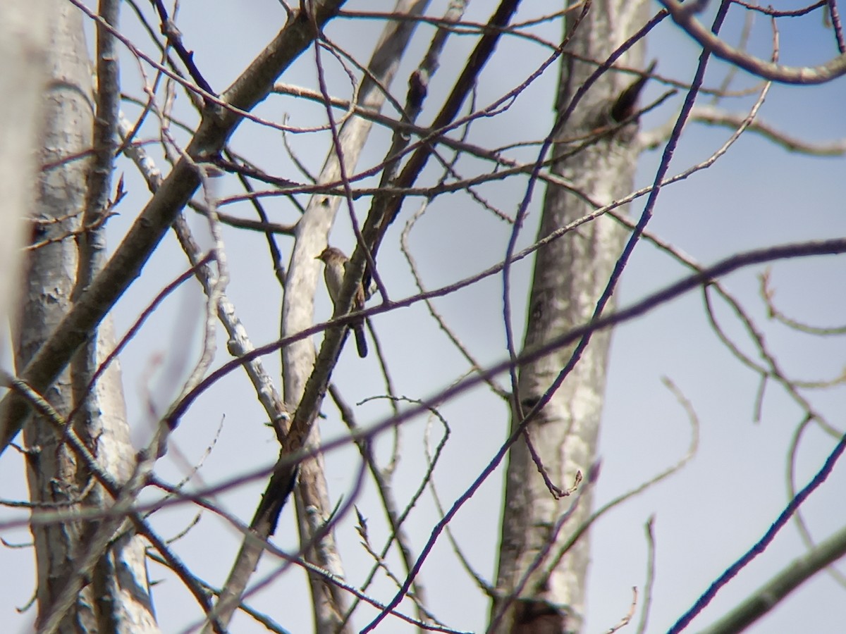 Eurasian Wryneck - ML430462851