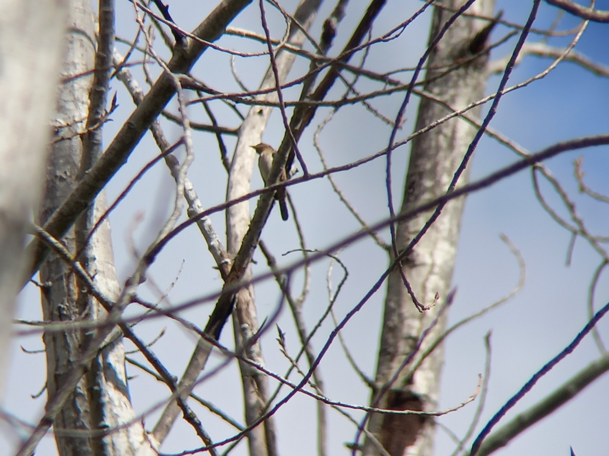 Eurasian Wryneck - ML430462861