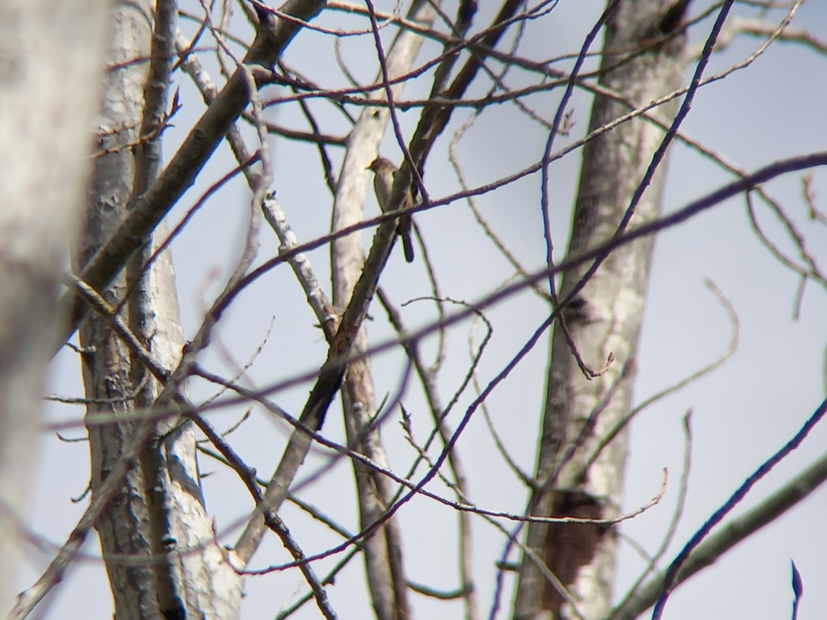 Eurasian Wryneck - ML430462891