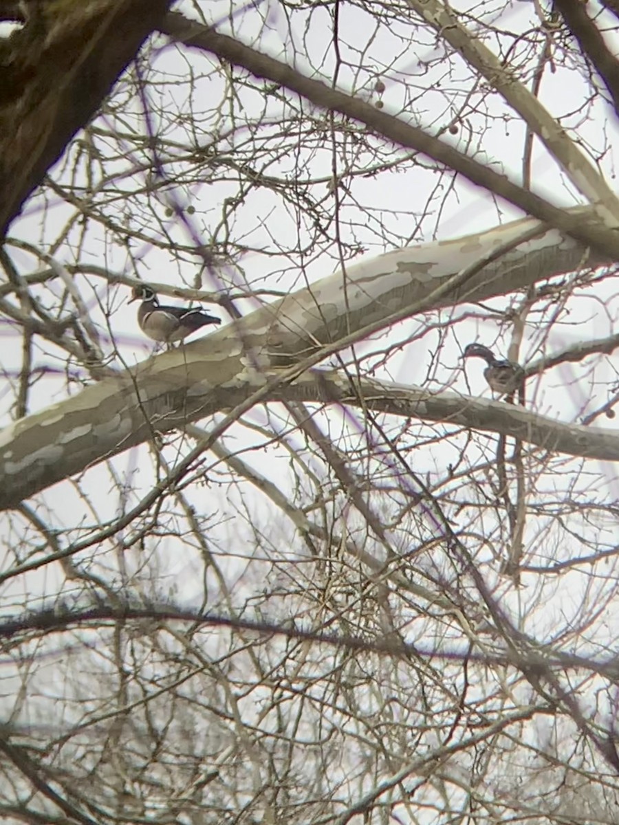 Wood Duck - ML430463931