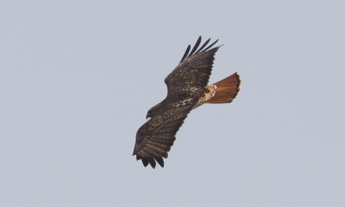 Rotschwanzbussard (abieticola) - ML43046501