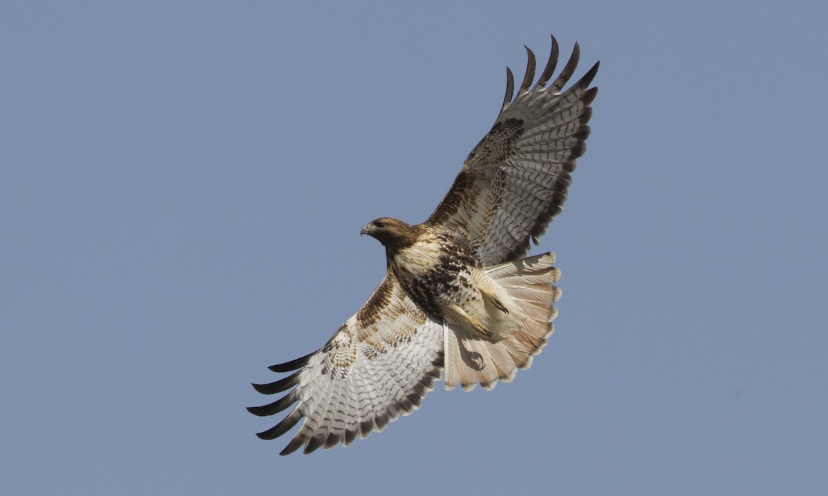 Red-tailed Hawk (abieticola) - ML43046531
