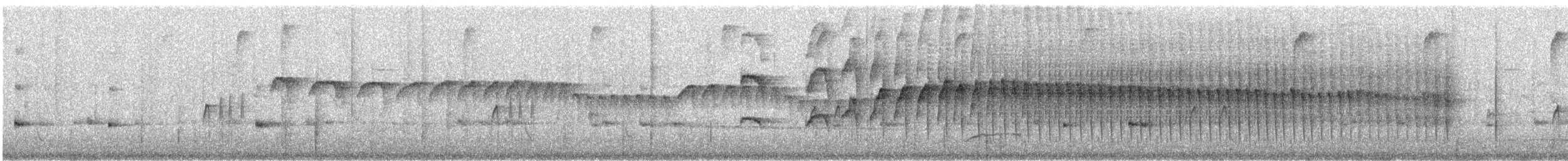 Kurzschwanz-Dickichtschlüpfer - ML430466721