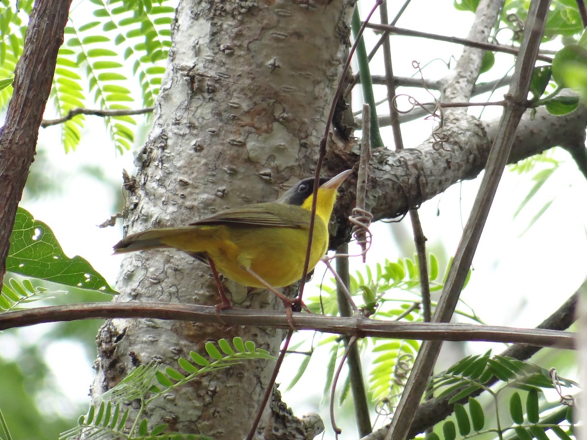 Southern Yellowthroat - Carlos Cabrera