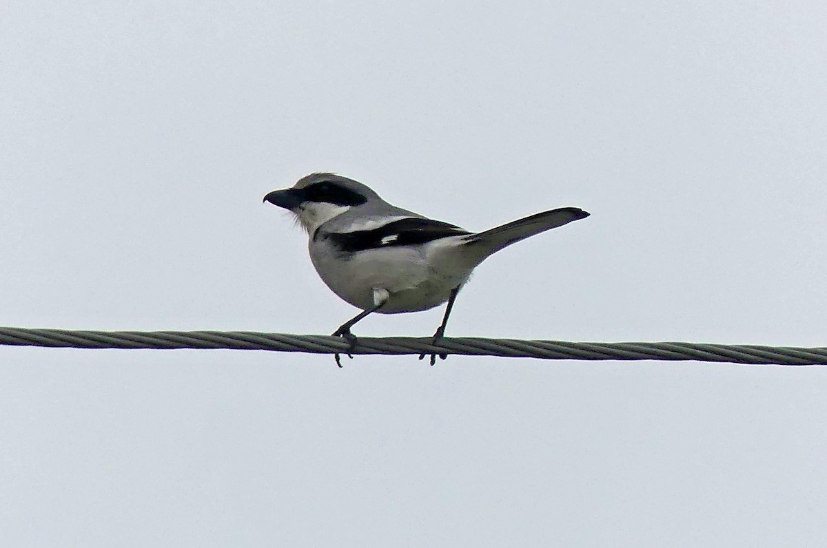 Loggerhead Shrike - Jim Goehring