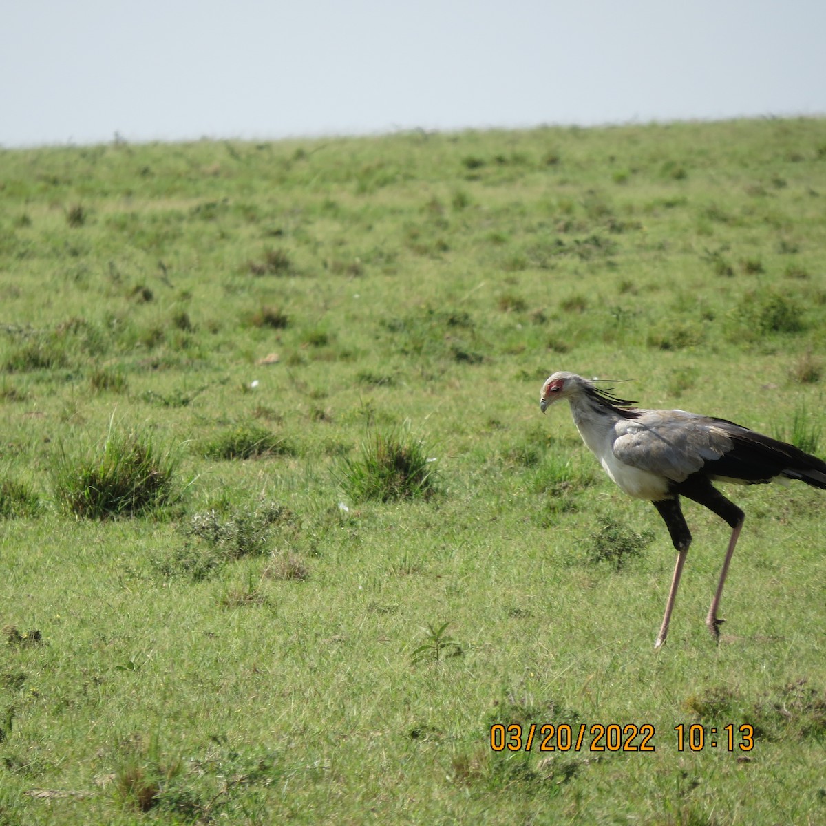 Secretarybird - ML430468561