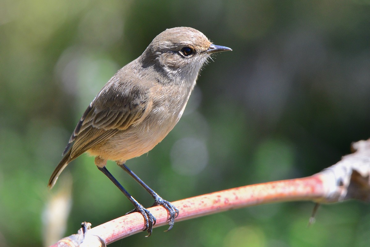 Pale Flycatcher - ML430470641