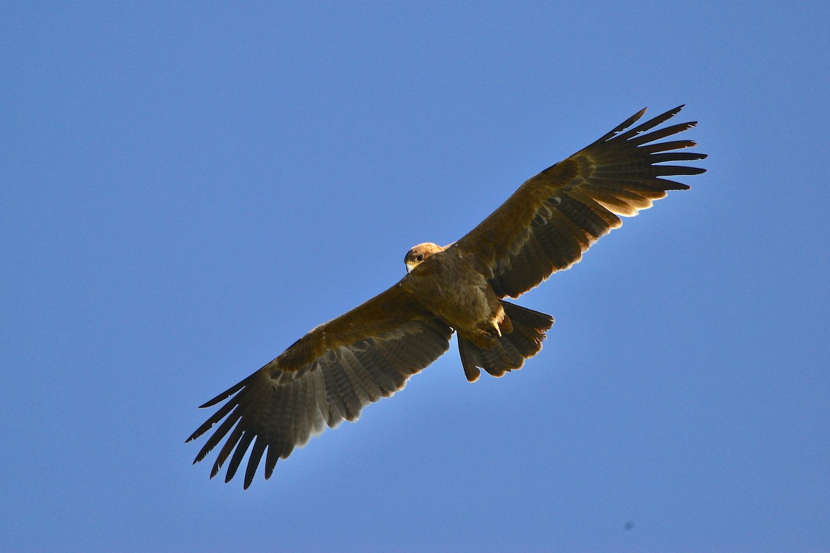 Lesser Spotted Eagle - Odd Helge Gilja