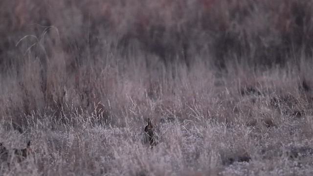 Lesser Prairie-Chicken - ML430472891