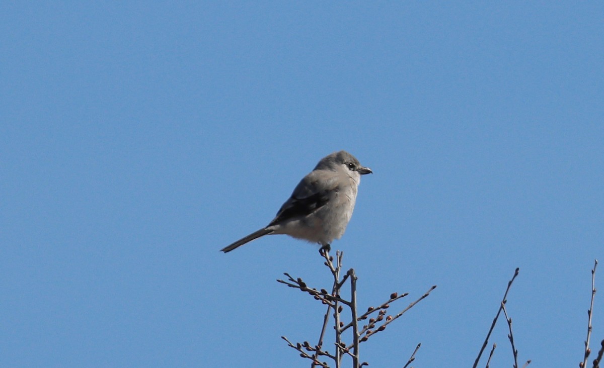 Boreal Örümcekkuşu - ML430473171