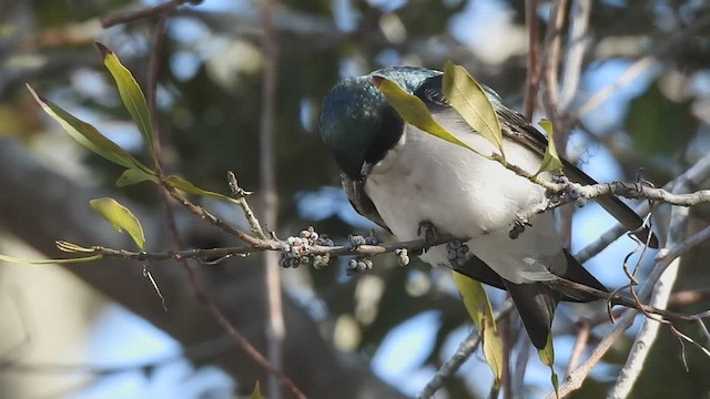 סנונית עצים - ML430474551