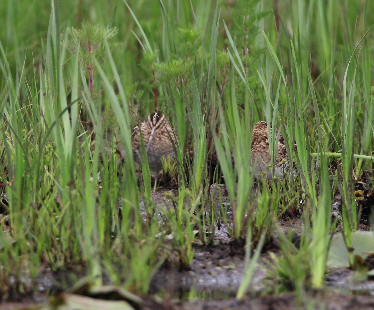 Wilson's Snipe - ML430475891