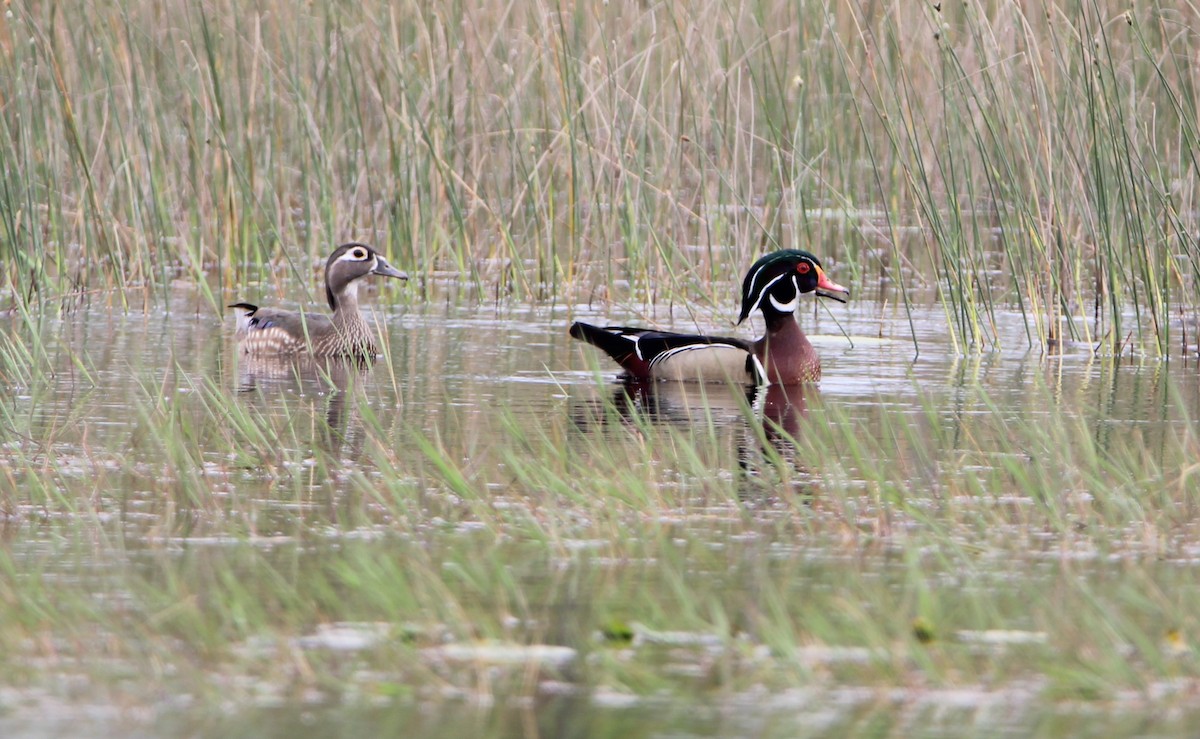 Wood Duck - ML430475981