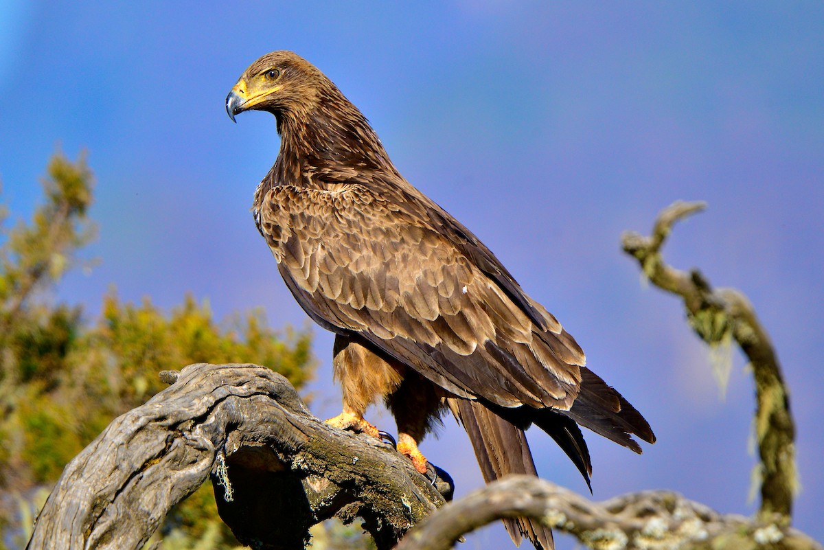 Tawny Eagle - Odd Helge Gilja