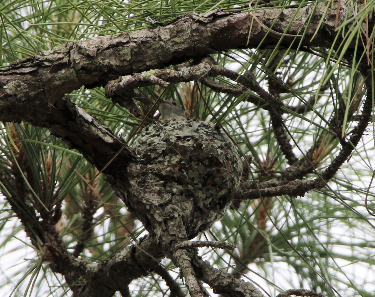 Blue-gray Gnatcatcher - ML430476061