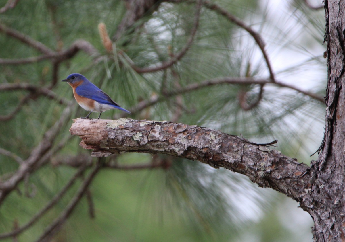 Eastern Bluebird - ML430476111