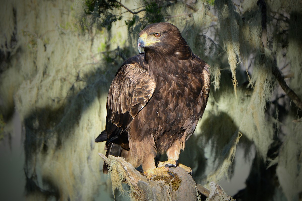 Tawny Eagle - Odd Helge Gilja