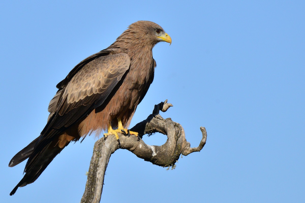 Black Kite (Yellow-billed) - Odd Helge Gilja