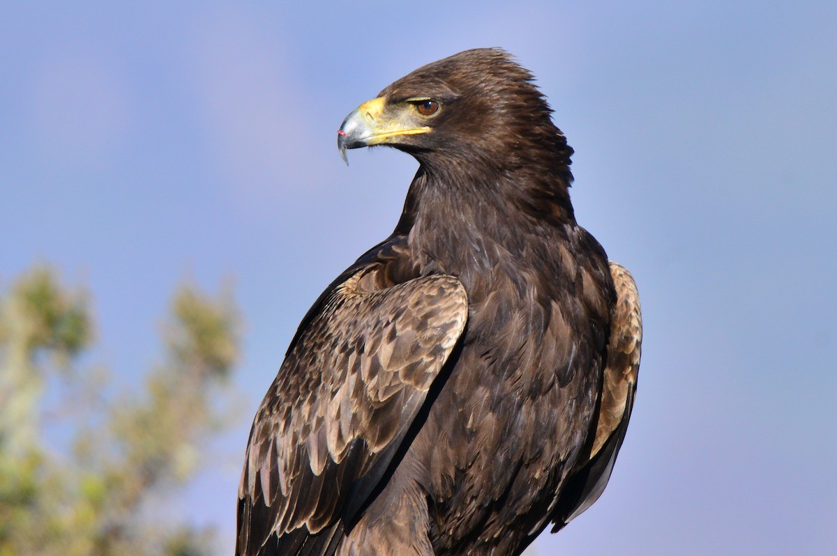 Tawny Eagle - Odd Helge Gilja