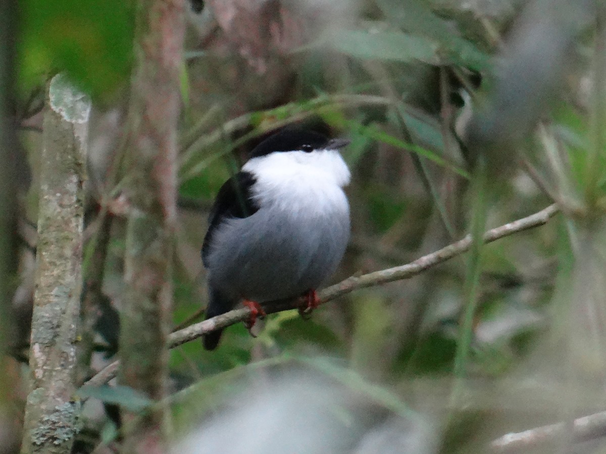 White-bearded Manakin - ML430478131