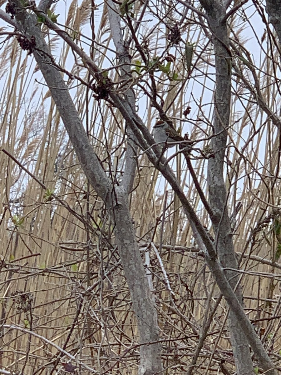 Chipping Sparrow - ML430478671