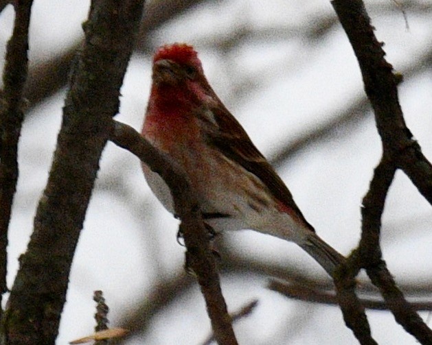 Purple Finch - ML430478931