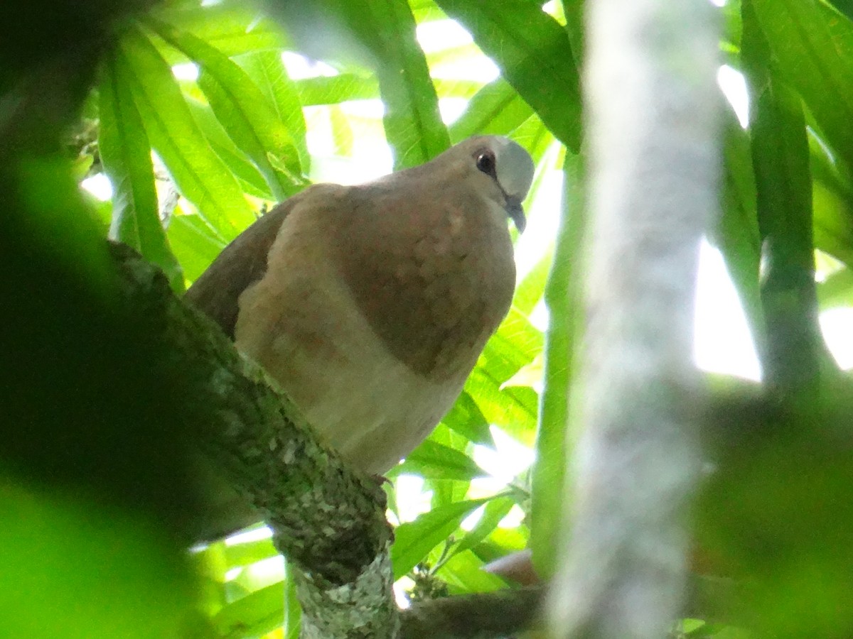 Gray-fronted Dove - ML430479661