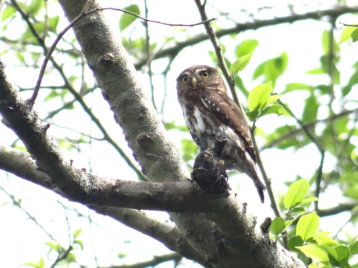 Ferruginous Pygmy-Owl - ML430480811