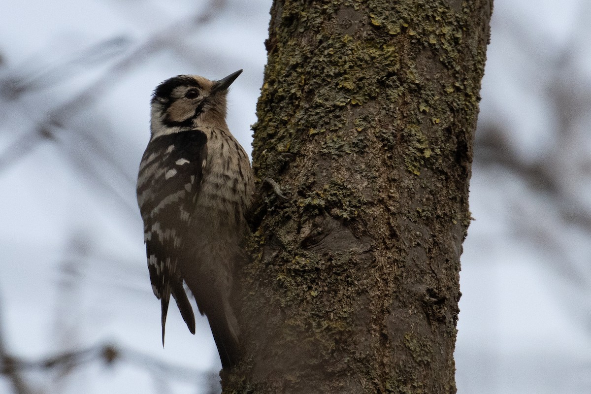 Lesser Spotted Woodpecker - Ayberk Tosun
