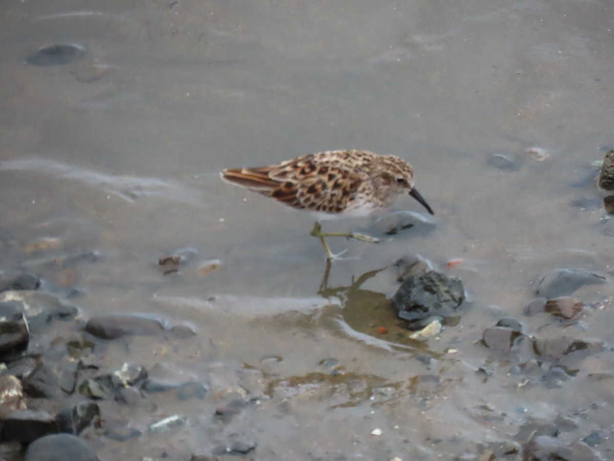 Least Sandpiper - ML430481491