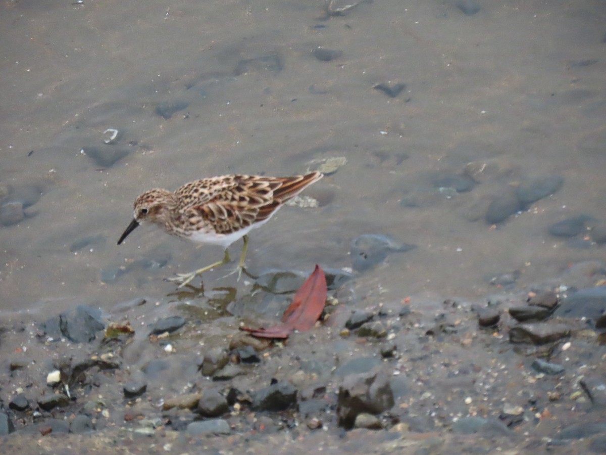 Least Sandpiper - Jose Martinez De Valdenebro