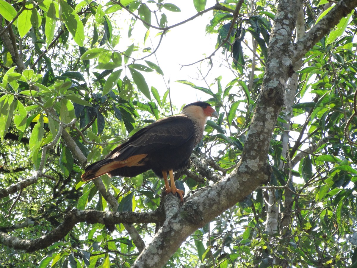 Crested Caracara (Southern) - ML430482201