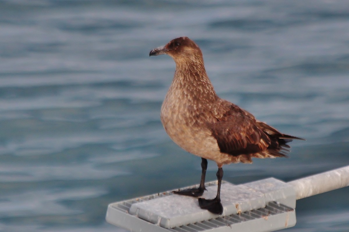 Chilean Skua - ML430482351