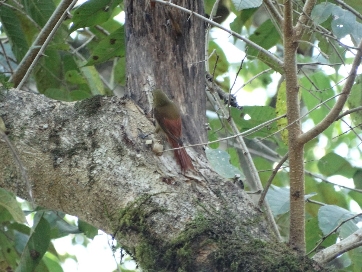 Olivaceous Woodcreeper - ML430483091