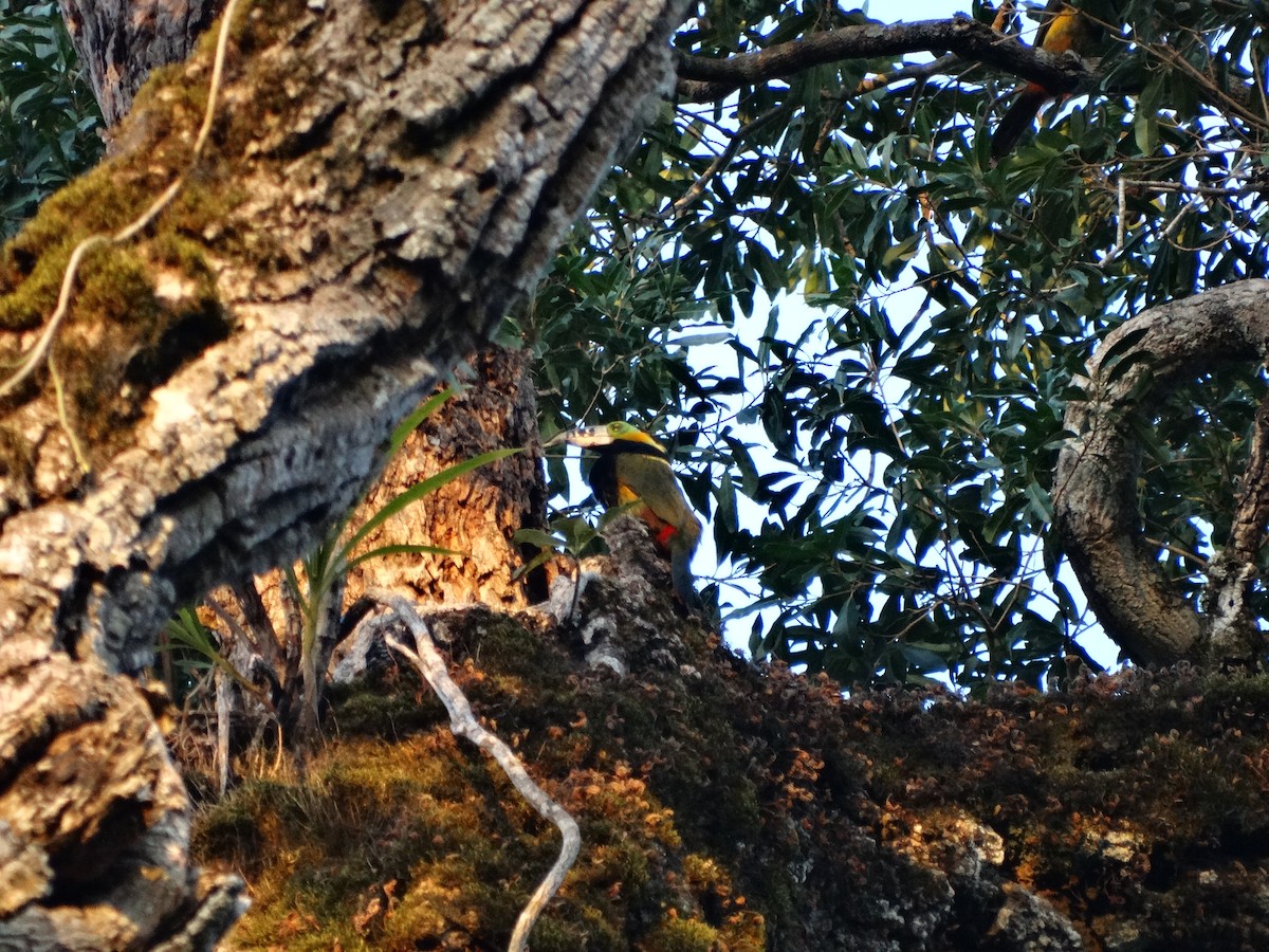 Spot-billed Toucanet - ML430483251