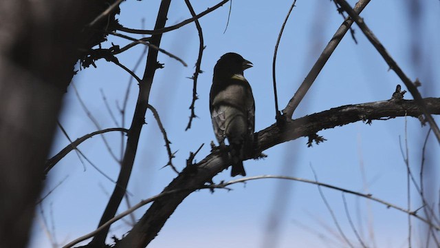 Evening Grosbeak - ML430486111