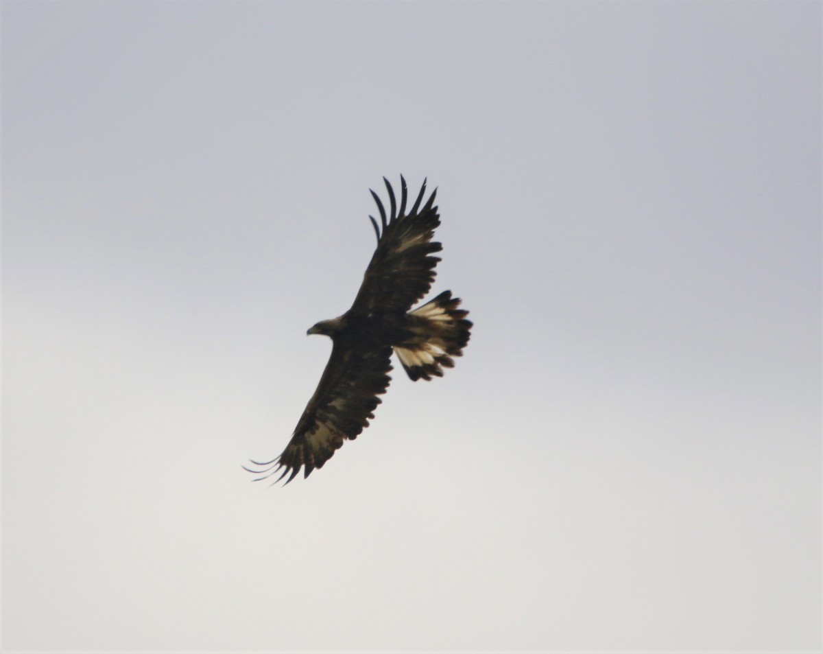 Golden Eagle - Ryan Phillips