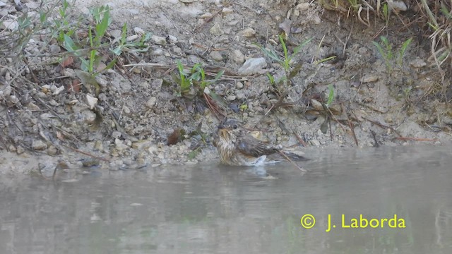 Spotted Flycatcher - ML430490251