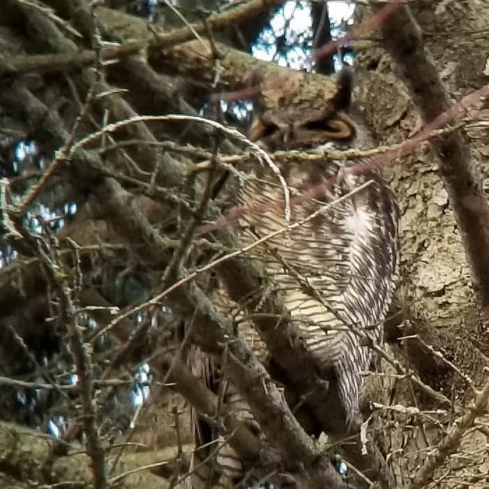 Great Horned Owl - ML430490511