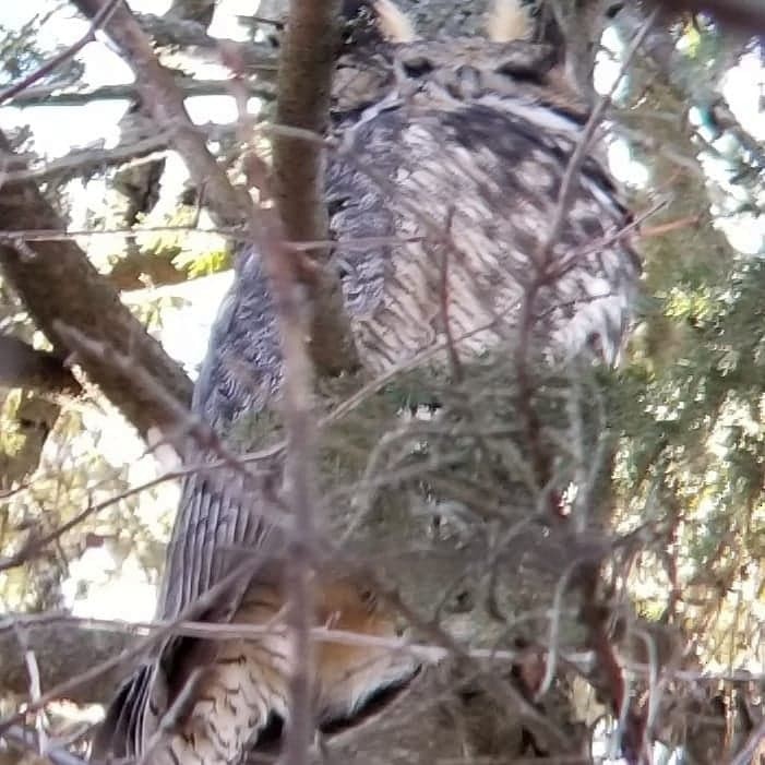 Great Horned Owl - ML430490521