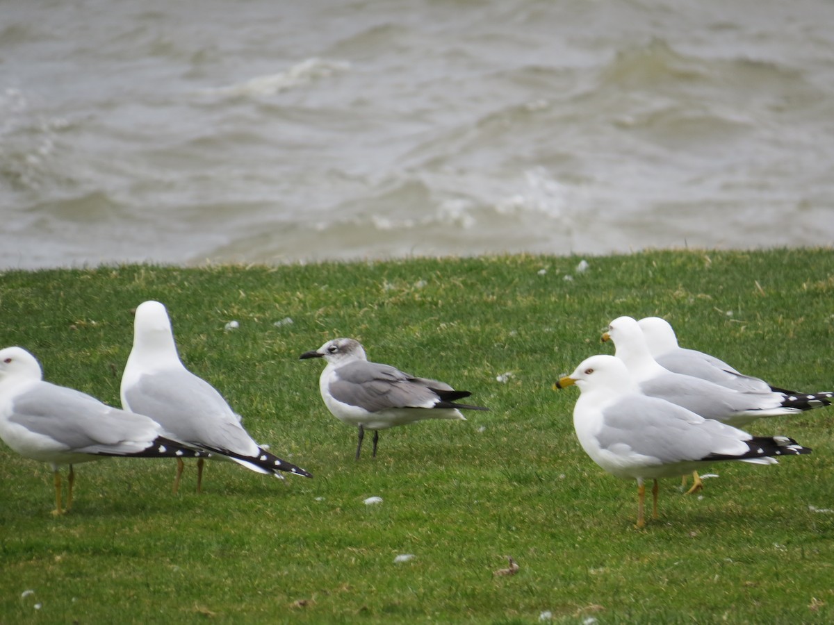 Laughing Gull - ML430490611