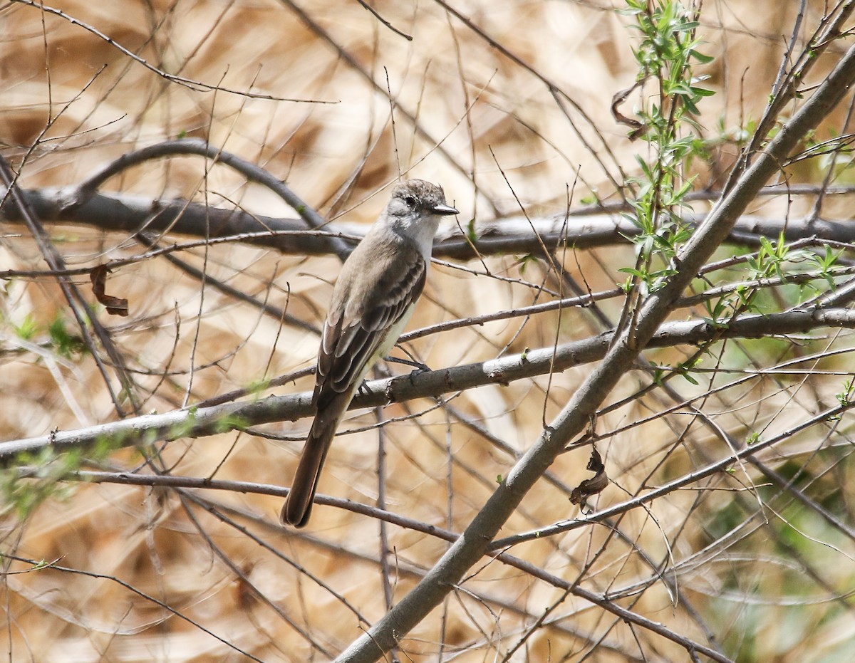 Ash-throated Flycatcher - Tom Younkin