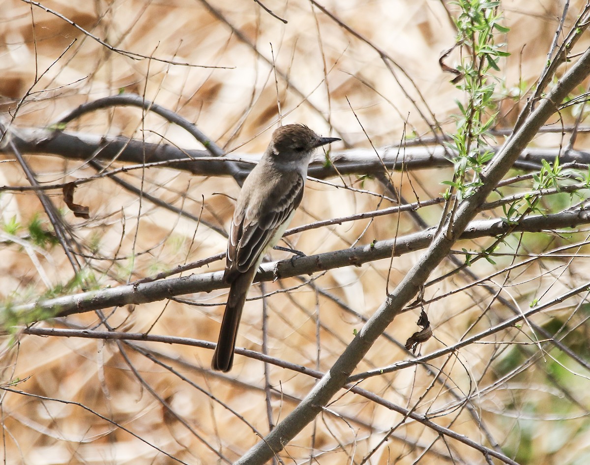 Ash-throated Flycatcher - Tom Younkin