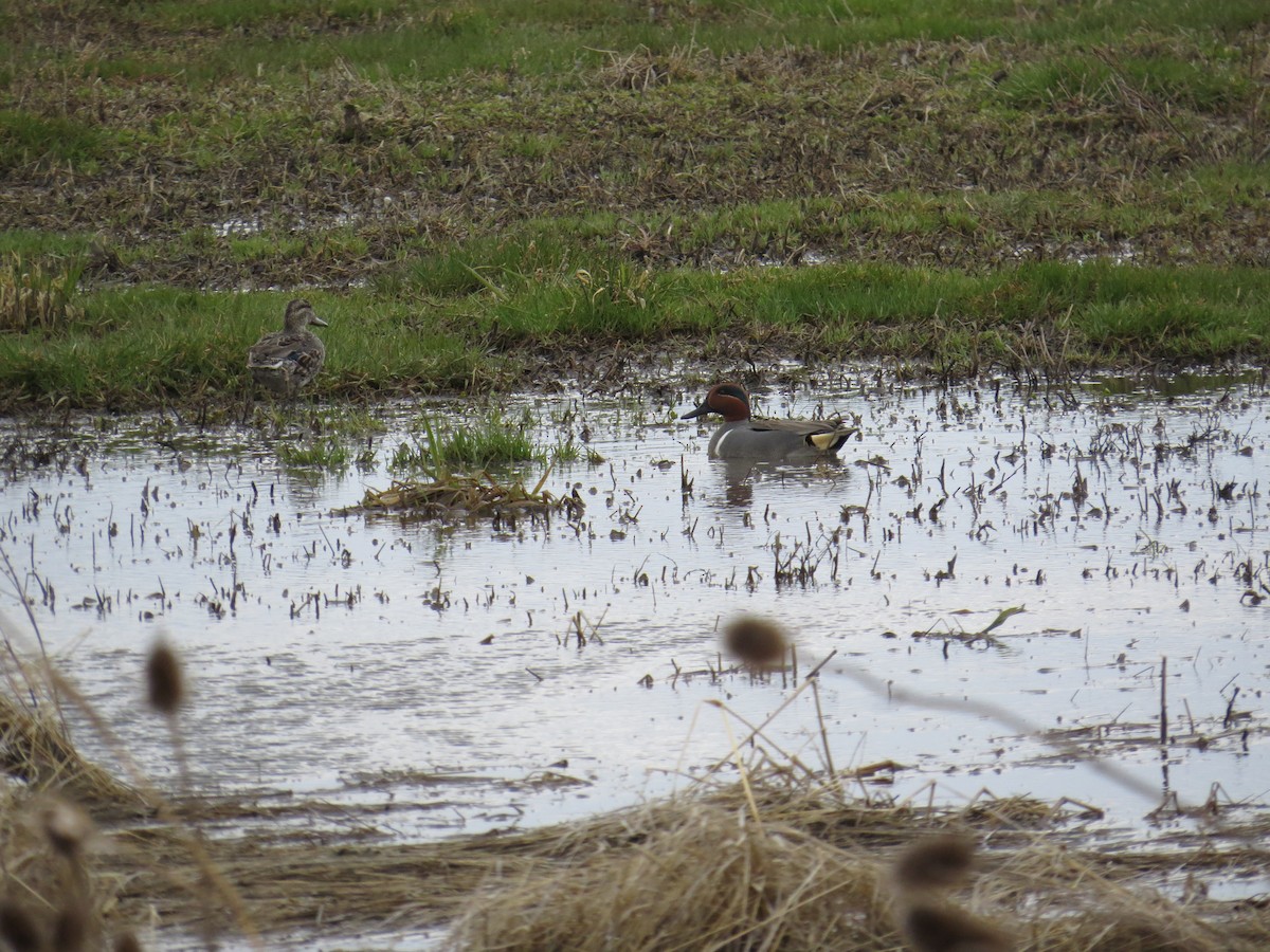 Green-winged Teal - ML430491741