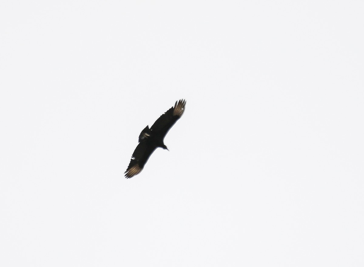 Black Vulture - ML430492551