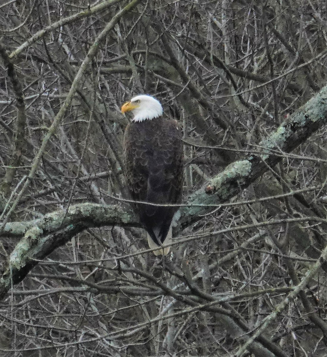 Bald Eagle - ML430494081