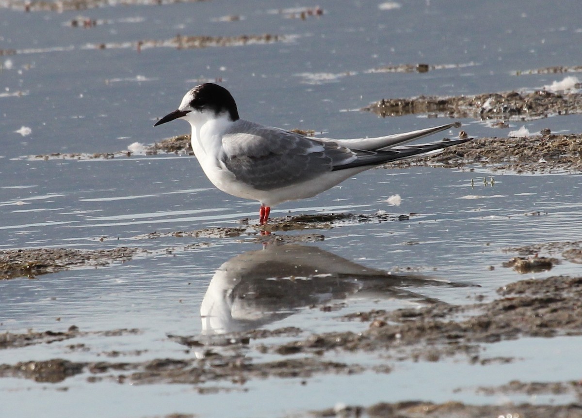 Arctic Tern - ML430494921